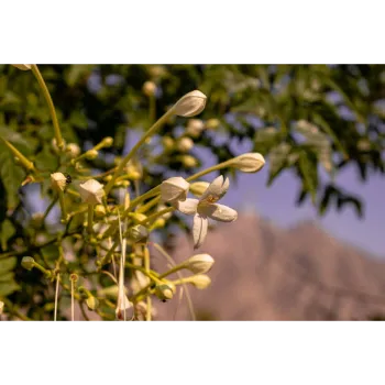 Arali Flowers